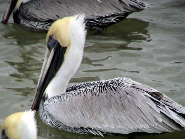 brown pelican