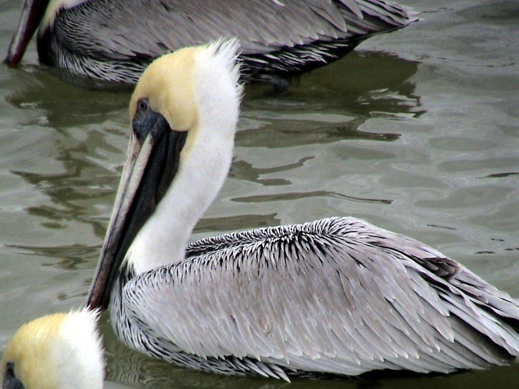 brown pelican