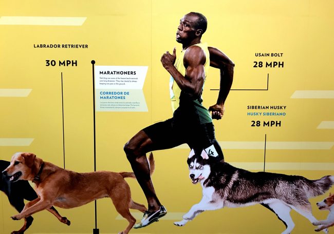 ‘Dogs! A Science Tail’ Charms, Educates at California Science Center Dogs