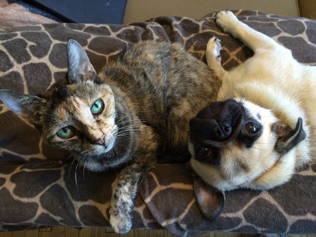 COVID-19 Found in Cats and Dog in U.S. And New Symptoms Added by CDC COVID-19