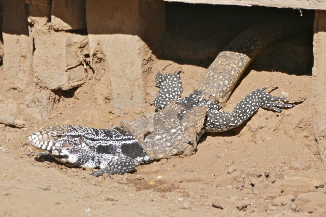 Argentine Black and White Tegu