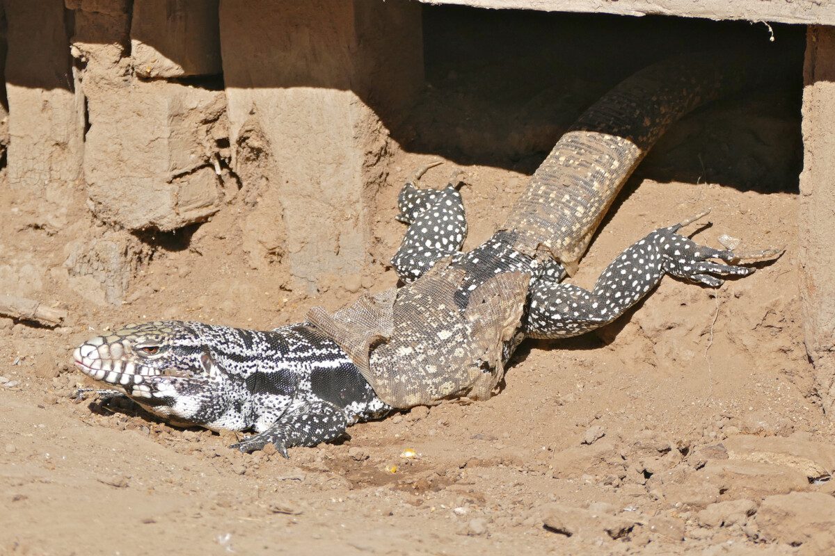 Argentine Black and White Tegus