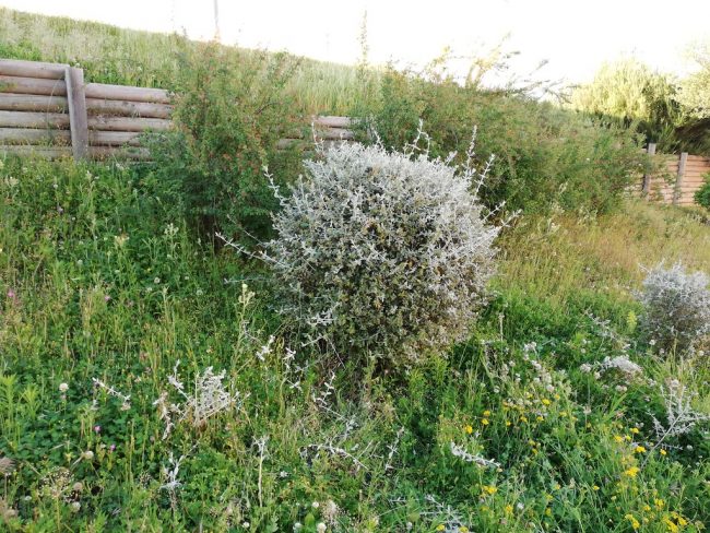 COVID-19 Mutation Being Researched COVID-19