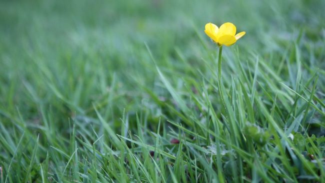Loneliness and Isolation Can Shorten Life Span as Much as Obesity loneliness