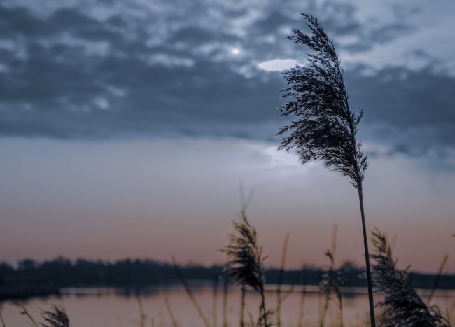 Vallow Children Bodies Found on Daybell's Property Vallow