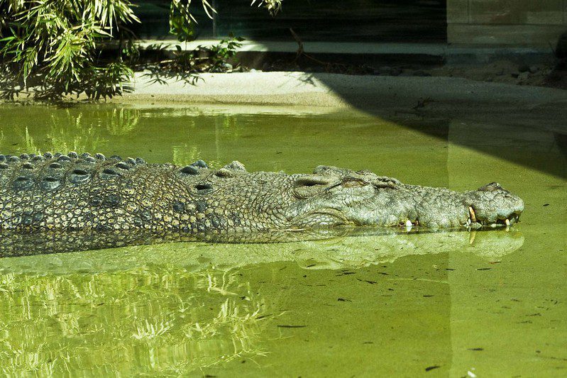 Crocodile