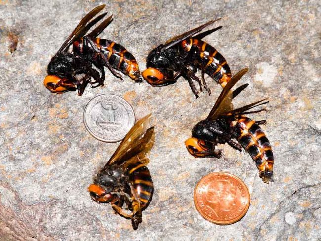 Murder Hornets Defeated by Feces Bees Use to Protect Hives