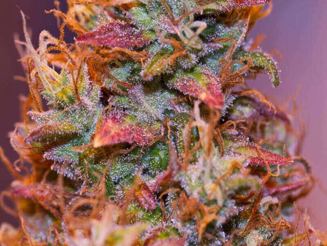 Medical Marijuana Store Under Investigated for Selling Improper Product Marijuana