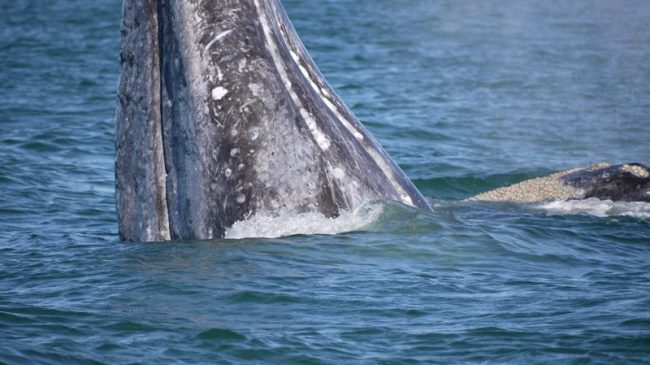 Gray Whale