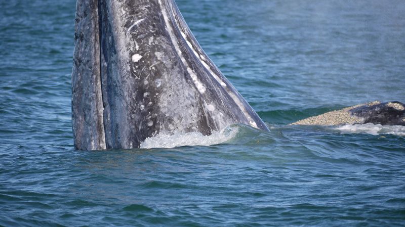 Gray Whale