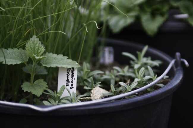 Bucket Gardening: Urban Farming for Beginners Garden