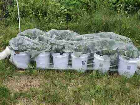 Bucket Gardening: Urban Farming for Beginners Garden