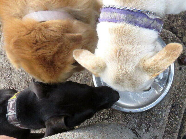 Lost Dog and Owner Reunite After COVID Affects Adoptive Family Dog