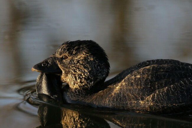 Scientist Records Australian Musk Duck Saying 'Bloody Fool' Musk Duck