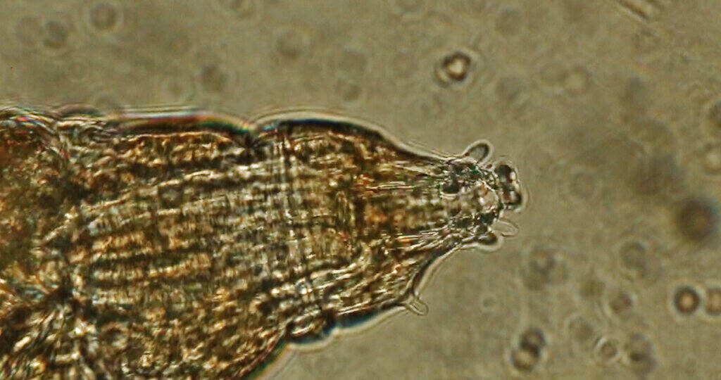 Water Bear