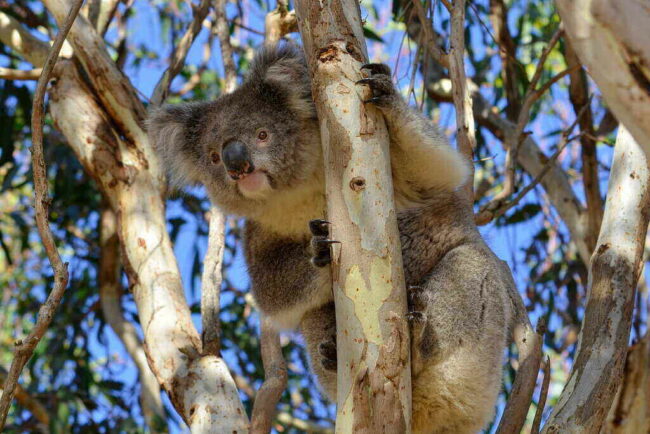 Australian Koalas to Be Vaccinated Against Chlamydia in New Trial Study Koalas