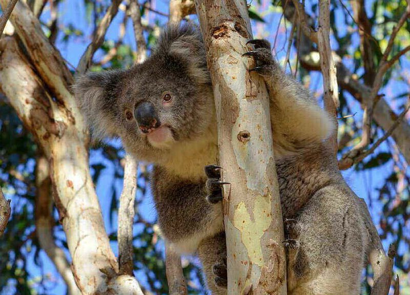 Koalas