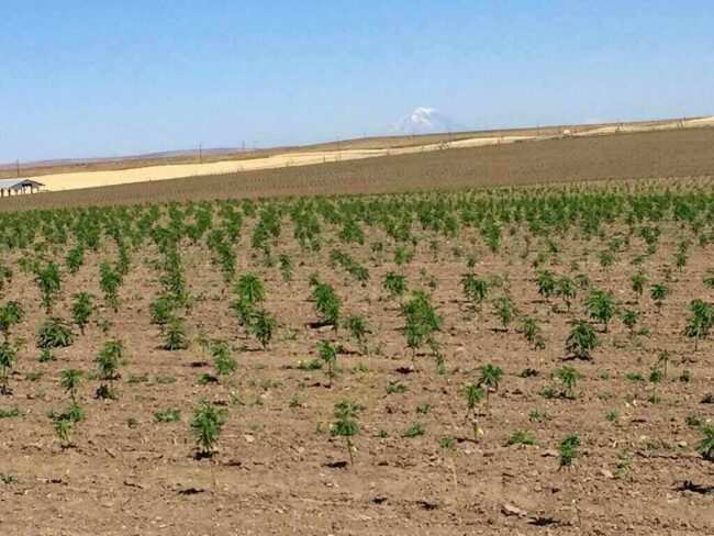 Ways to Invest in Hemp hemp