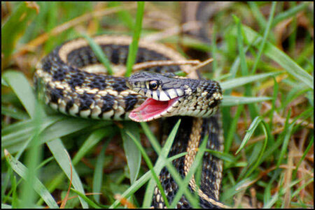 After Its Dubious Victory, How Will Russia’s Decision to Invade Ukraine End? Putin