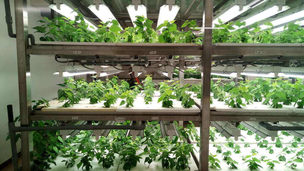 Vertical Farming