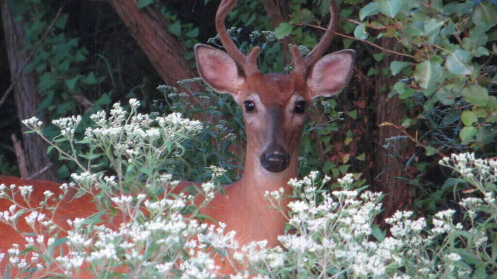 White-Tailed Deer