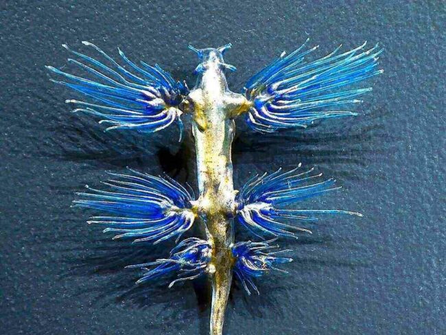 Blue Glaucus
