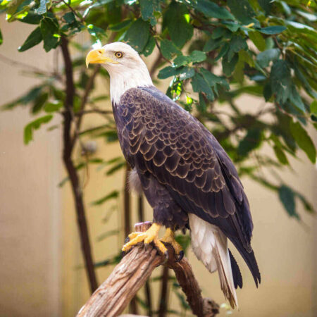 United States Lags Far Behind Nearly Every Nation in the World nation