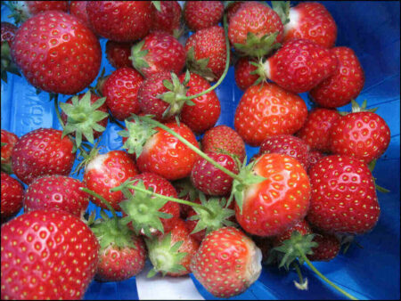 Hepatitis A Outbreak Leads to Strawberry Recall Hepatitis A