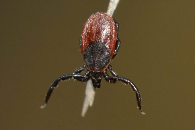 Tick