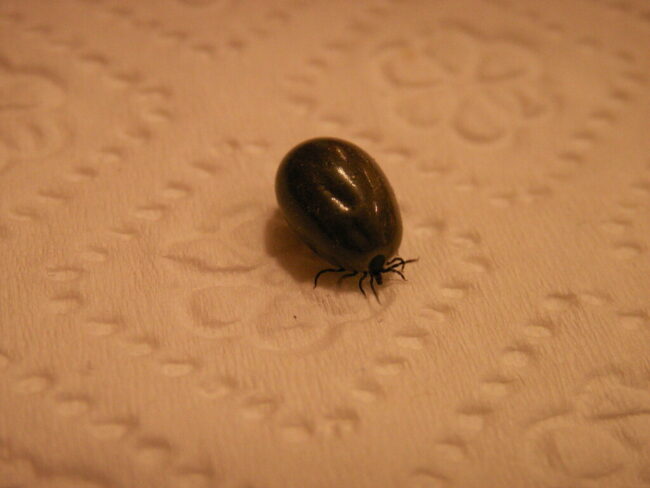 Powassan Virus First Case Reported in Connecticut Powassan