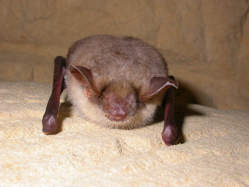 Greater mouse-eared bats