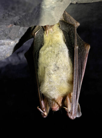 Greater Mouse-Eared Bats