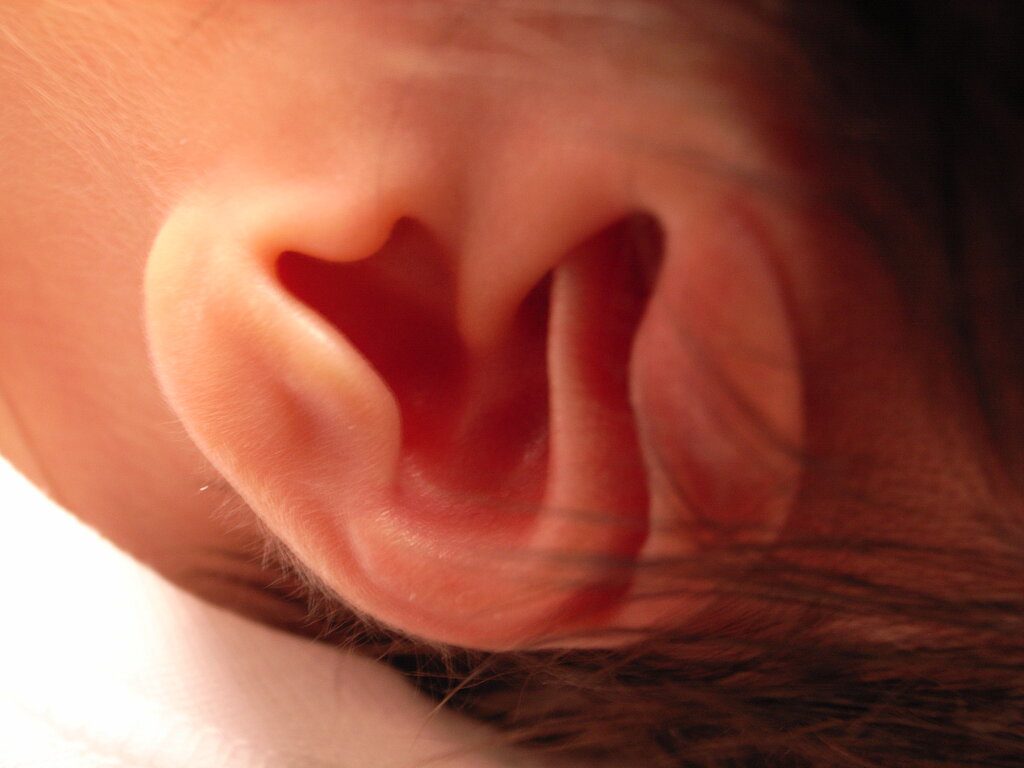 ear