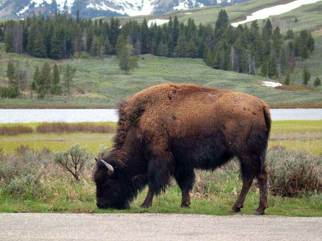 Bison Attacks Investigation at Yellowstone National Park Bison Attack