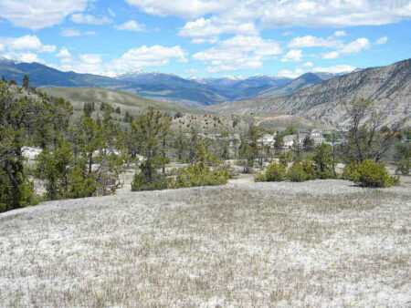 Bison Attacks Investigation at Yellowstone National Park Bison Attack
