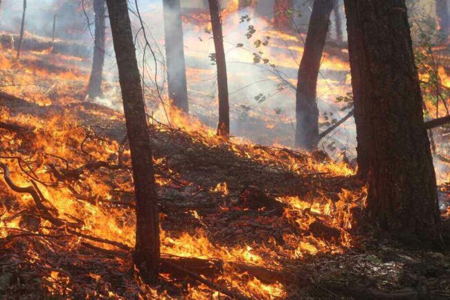 Mediterranean Wildfires Spreads Due to Intense Europe Heatwave Mediterranean