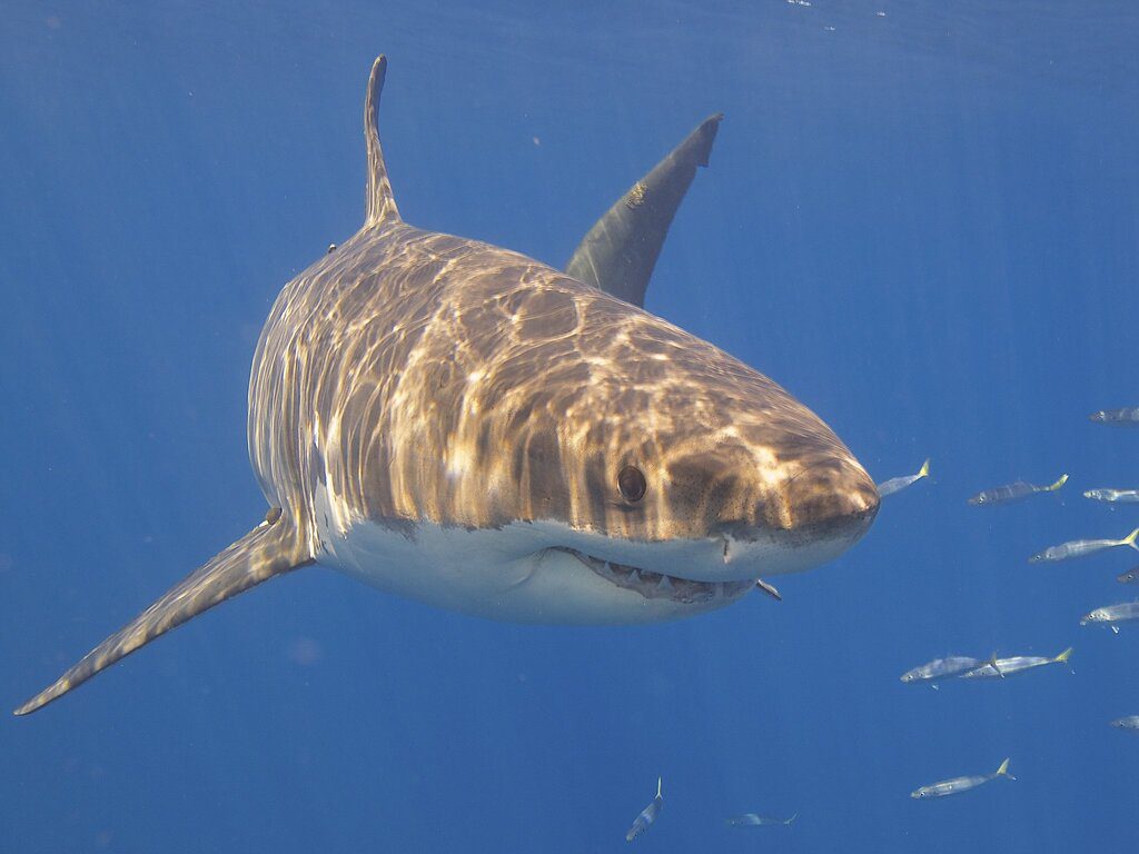 great white shark