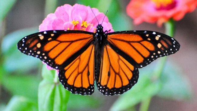 Monarch Butterflies Are Two Steps Closer to Extinction monarch butterflies