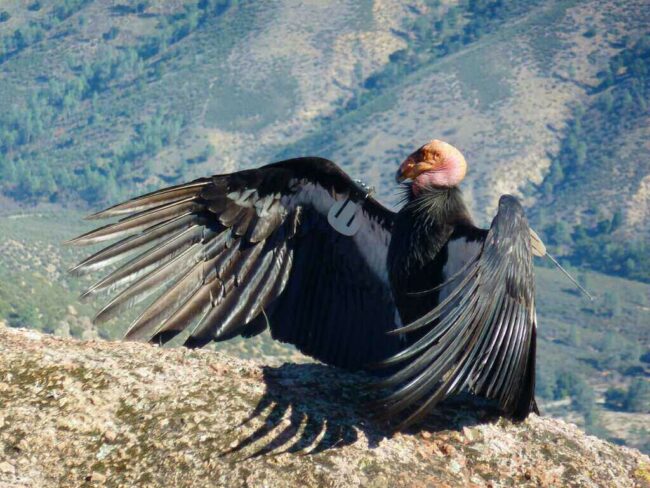 California Condors