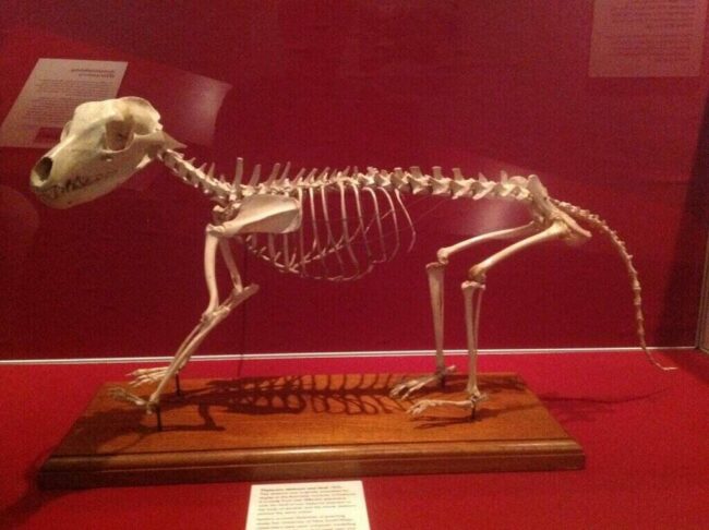 Tasmanian Tiger