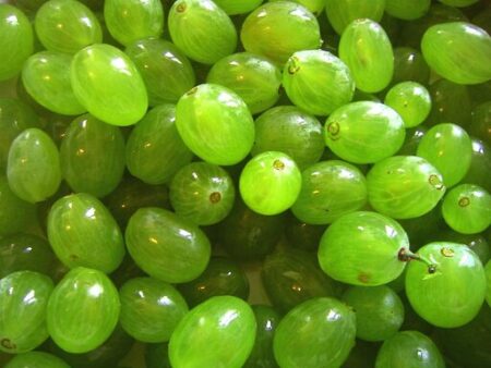 Adding Grapes to Your Diet May Increase Your Lifespan grapes