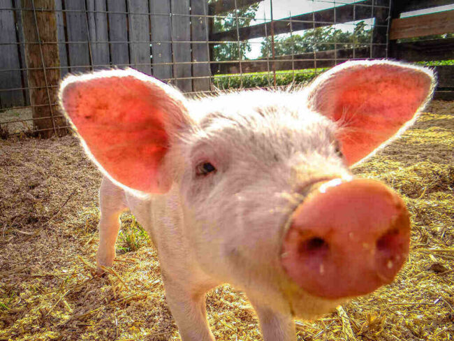 Scientists Restore Pig Organs After Their Heart Stop pig
