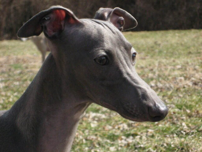 greyhound