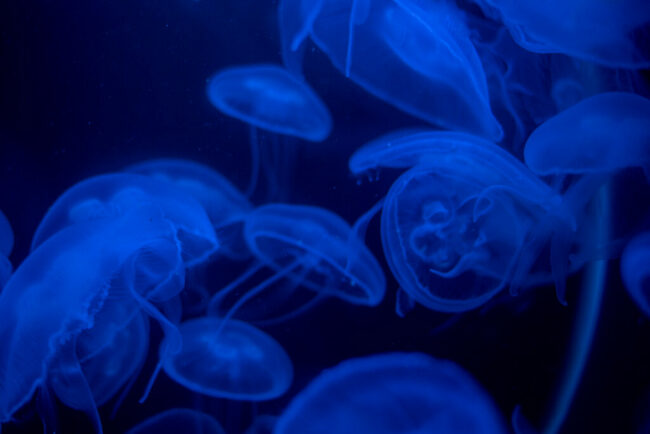 jellyfish