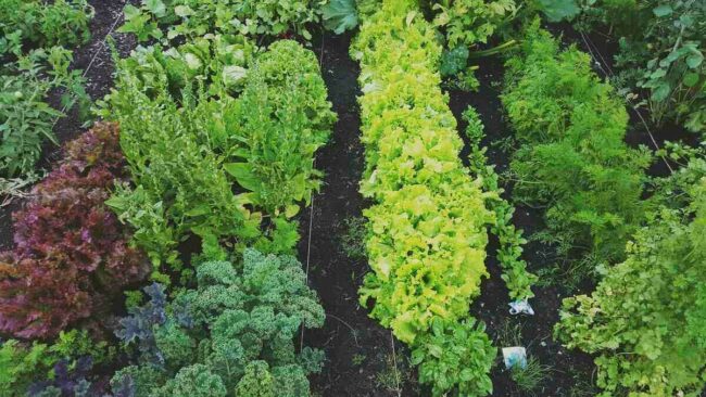 Blacks in Green Is a Great Organization Blacks In Green