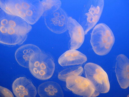 jellyfish