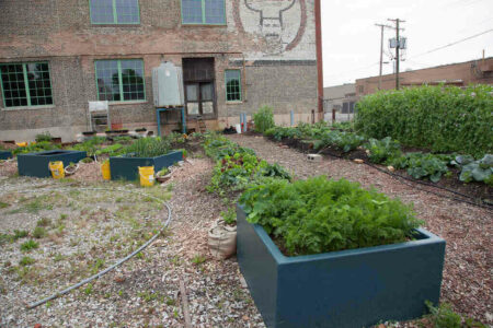 Best Ways to Grow a Garden in a City garden