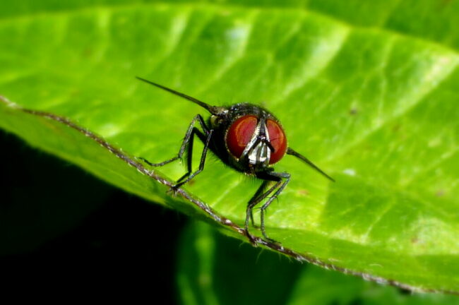 house fly