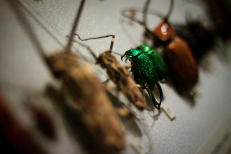 Ways to Save Wildlife From Extinction wildlife