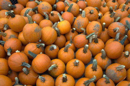 Phalanx Family Services